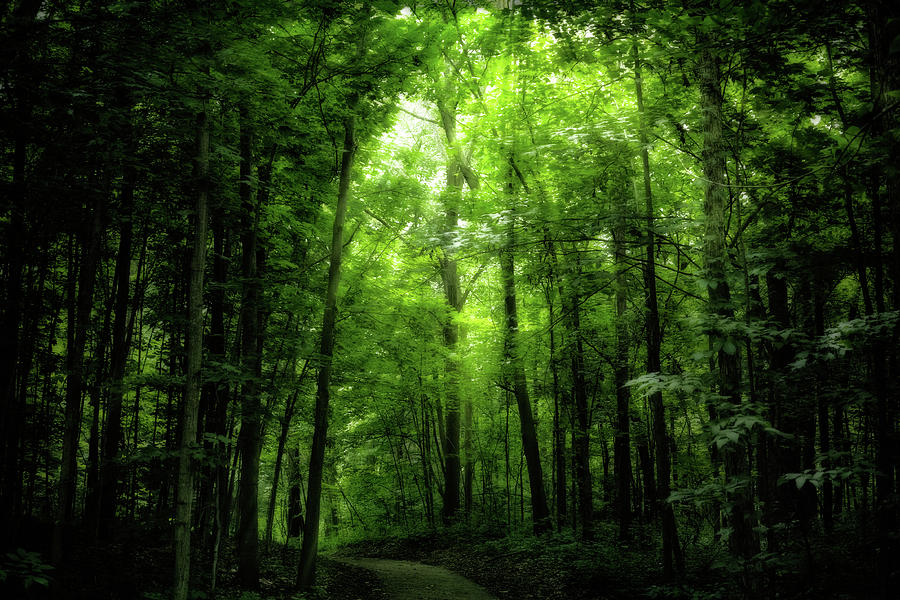 Sunlit Woodland Path Photograph by Lars Lentz