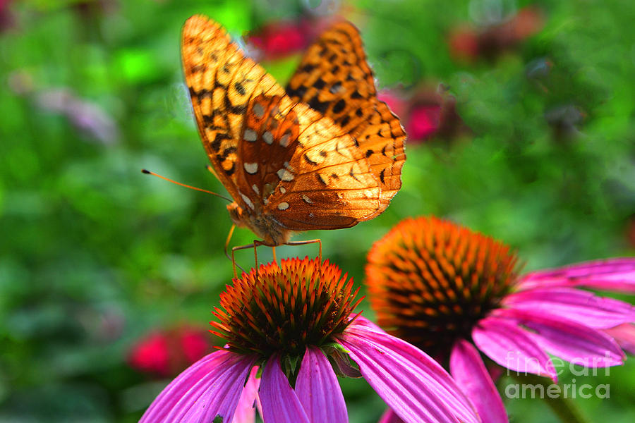 Sunlit Yellow Butterfly on Cone Flower Photograph by Amy Lucid