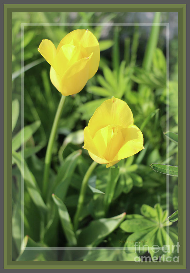 Flower Photograph - Sunlit Yellow Tulips, Framed by Sandra Huston
