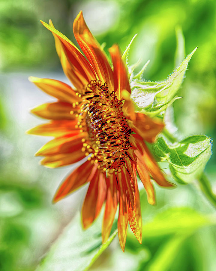 Sunflower Digital Art - Sunlove by Terri Anderson
