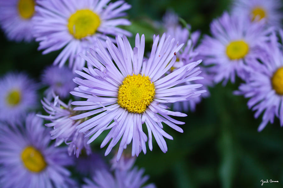 Sunloving Aster Flower Photograph by Zach Arnone | Fine Art America