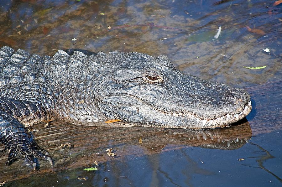 Alligator Photograph - Sunning Alligator 1 by Kenneth Albin