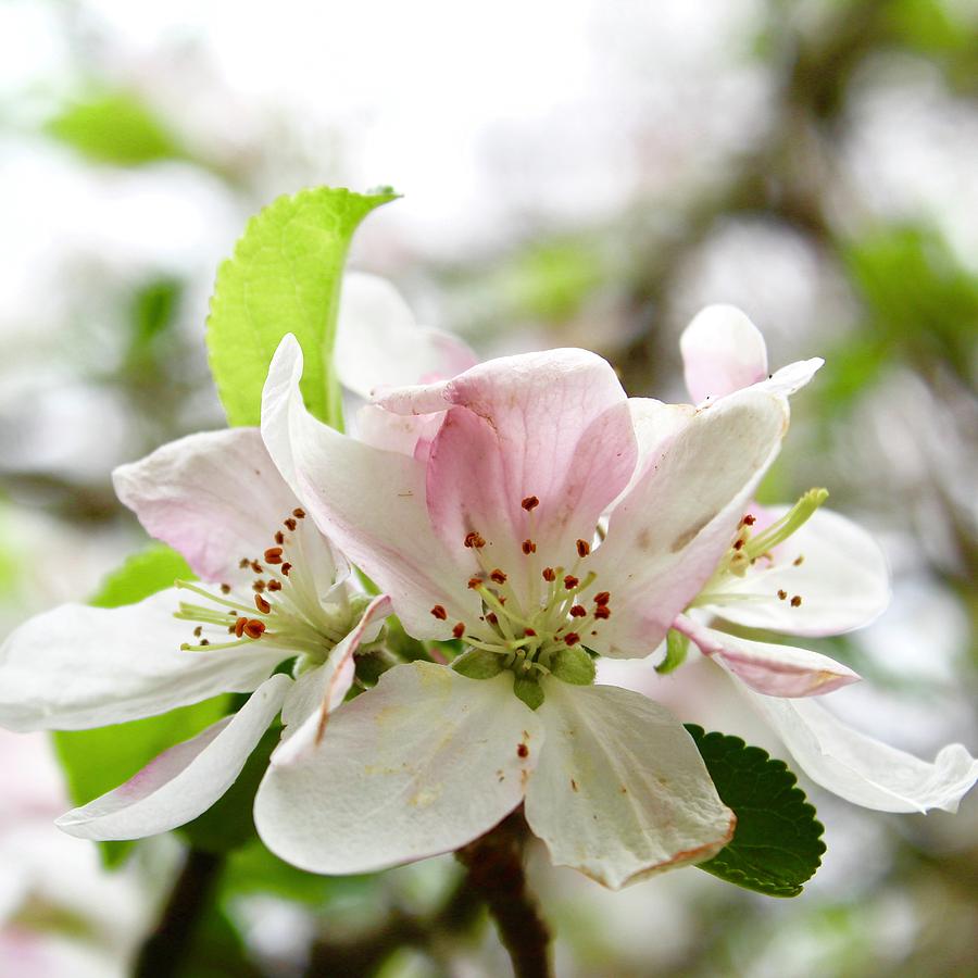 Sunning Apple Blossoms Photograph by M E
