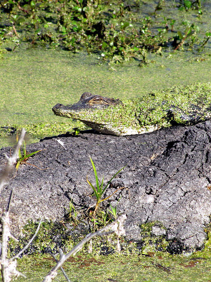 Sunning Baby Alligator Photograph by Christopher Mercer
