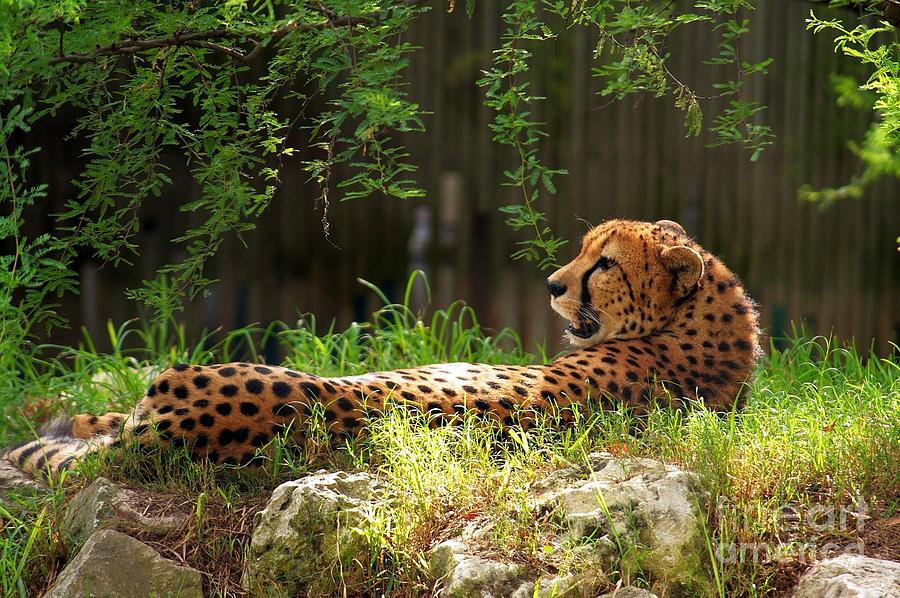 Sunning Cheetah Photograph