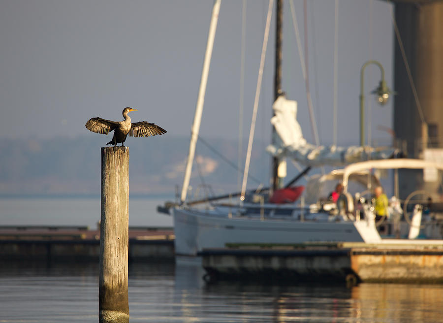 Sunning Cormorant in the Morning Photograph by Rachel Morrison