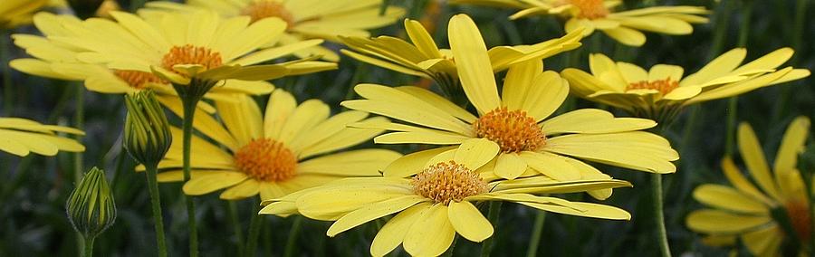 Sunning Daisies Photograph by Bruce Bley