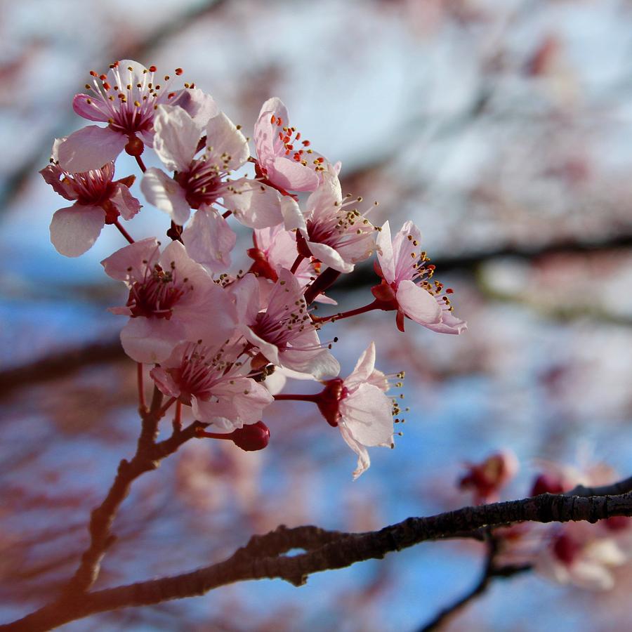 Sunning Flowering Plum Tree Blooms Photograph by M E