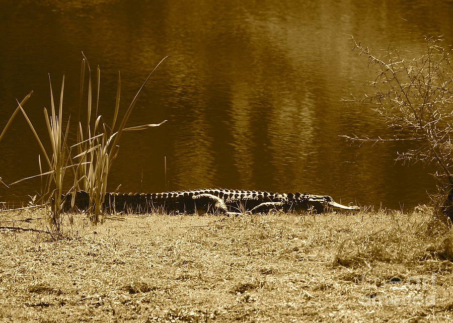 Alligator Photograph - Sunning Gator by Carol Groenen