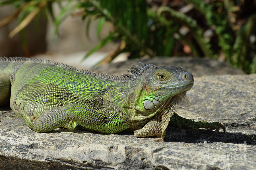 Sunning Green Iguana on a Rock Ledge Photograph by DejaVu Designs