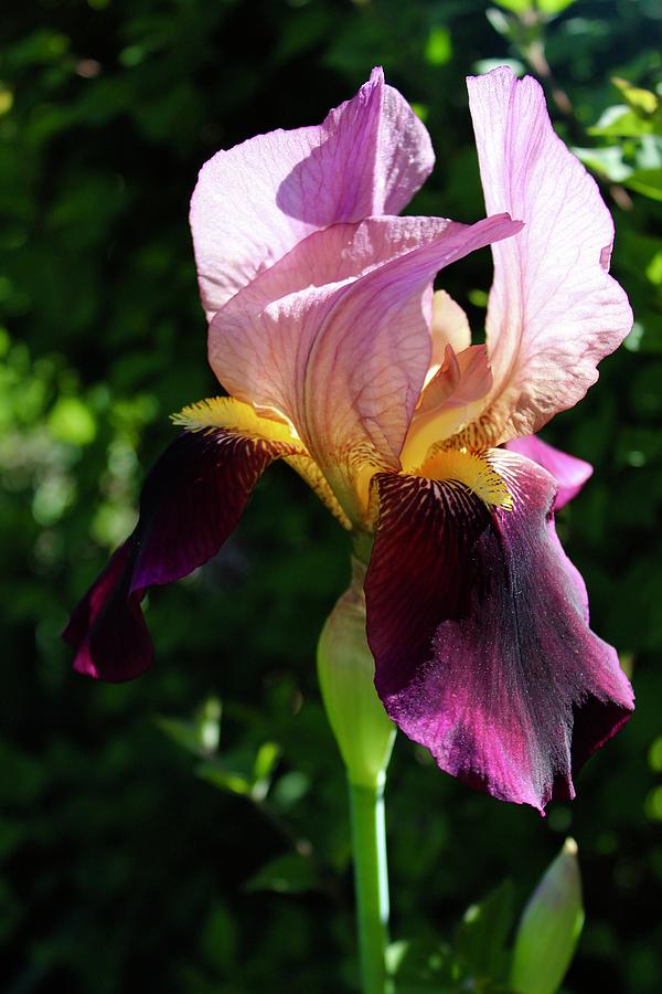 Sunning Magenta Iris Photograph by M E