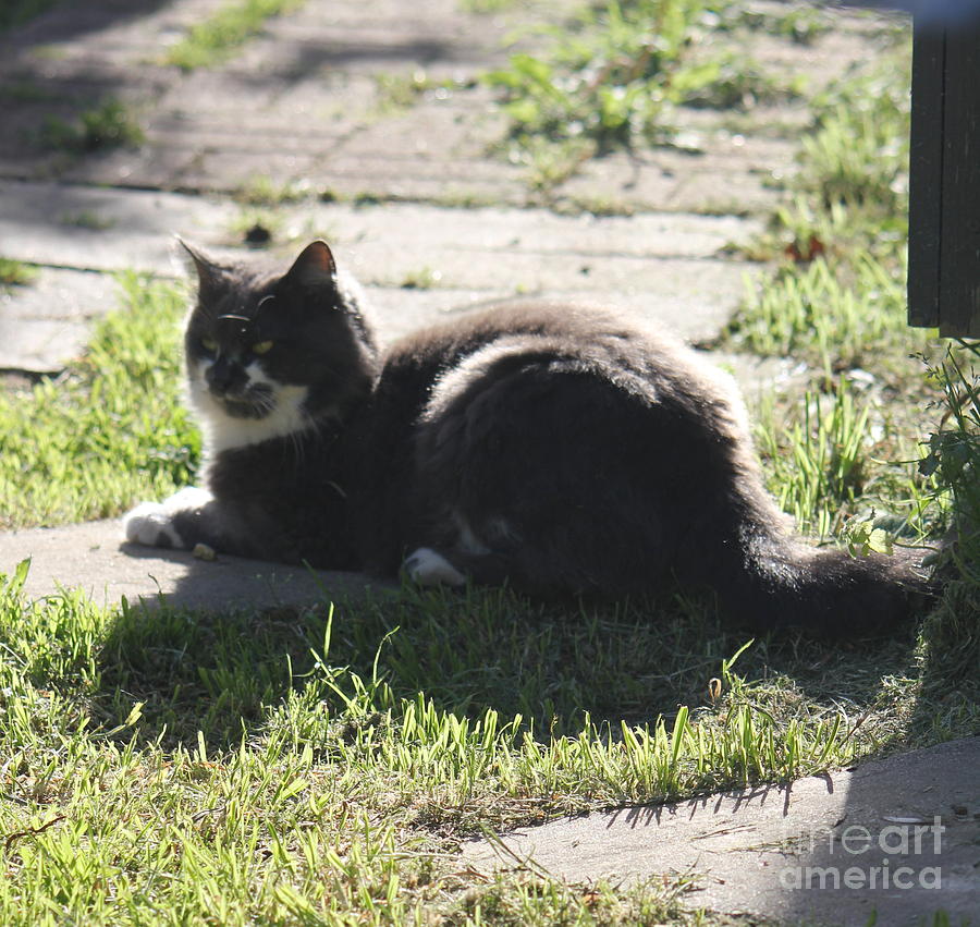 Cat Photograph - Sunning Ms. Mustache by Sheri Simmons