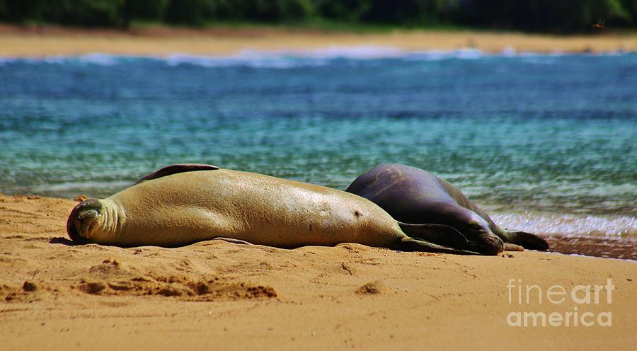Sunning on the Beach in Hawaii Photograph by Craig Wood