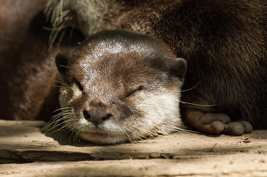 Sunning Otter Photograph by Cindy Archbell - Fine Art America