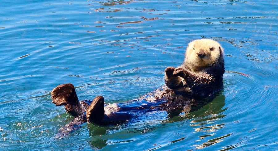 Nature Photograph - Sunning Otter by Erin Finnegan