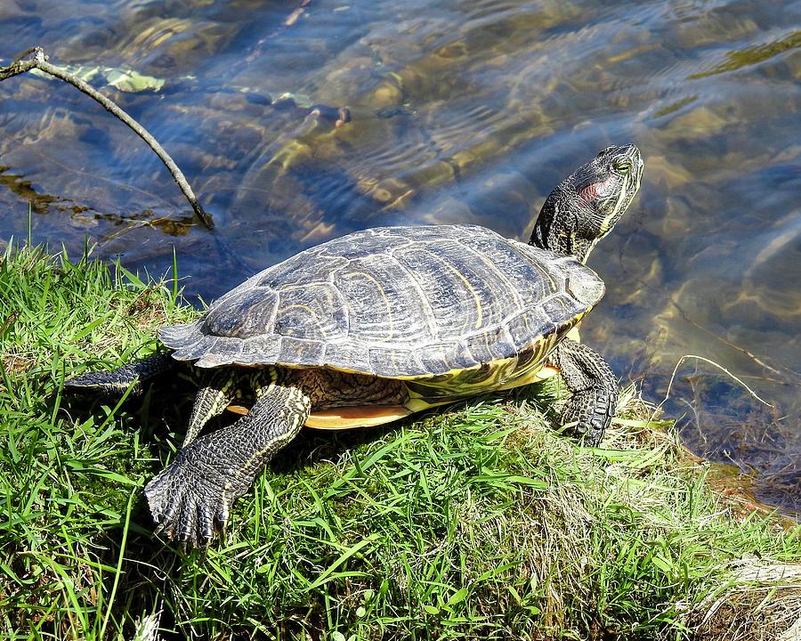 Sunning Painted Turtle Photograph by Marge Sudol - Fine Art America