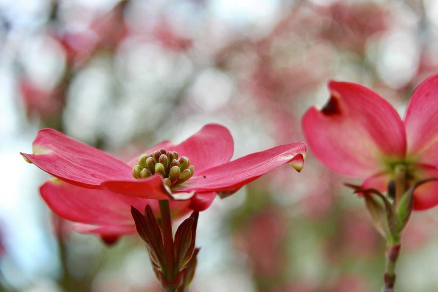 Sunning Pink Dogwood Blossoms Photograph by M E