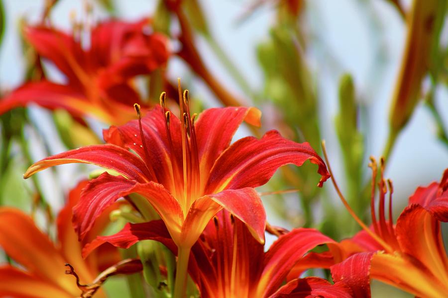 Sunning Red Day Lilies Photograph by M E