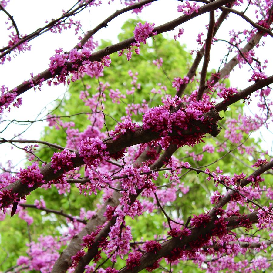 Sunning Redbud Blooming Branches  Photograph by M E