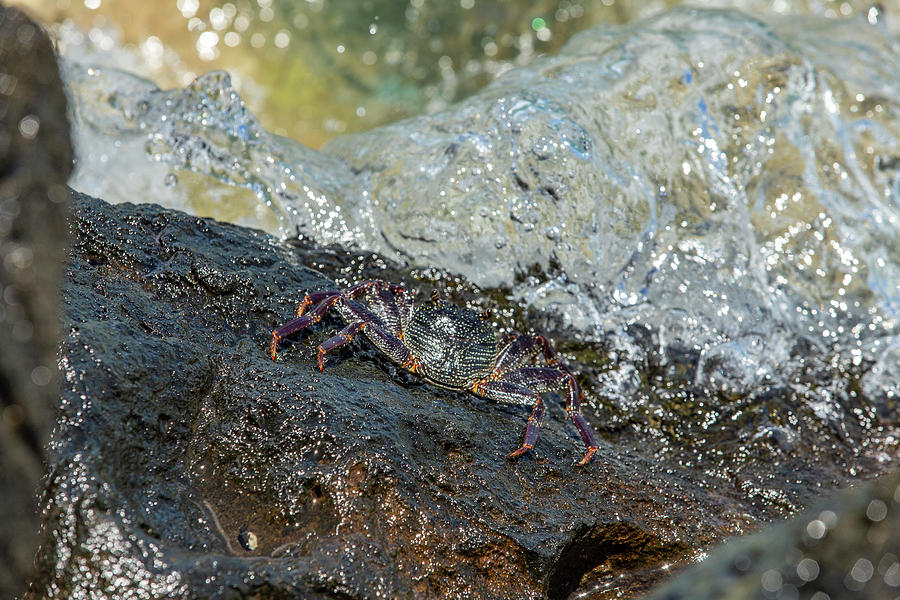Sunning Rock Crab 2 Photograph by Jason Hughes