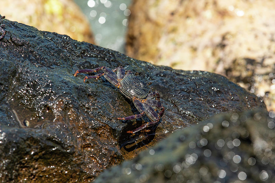 Sunning Rock Crab Photograph by Jason Hughes