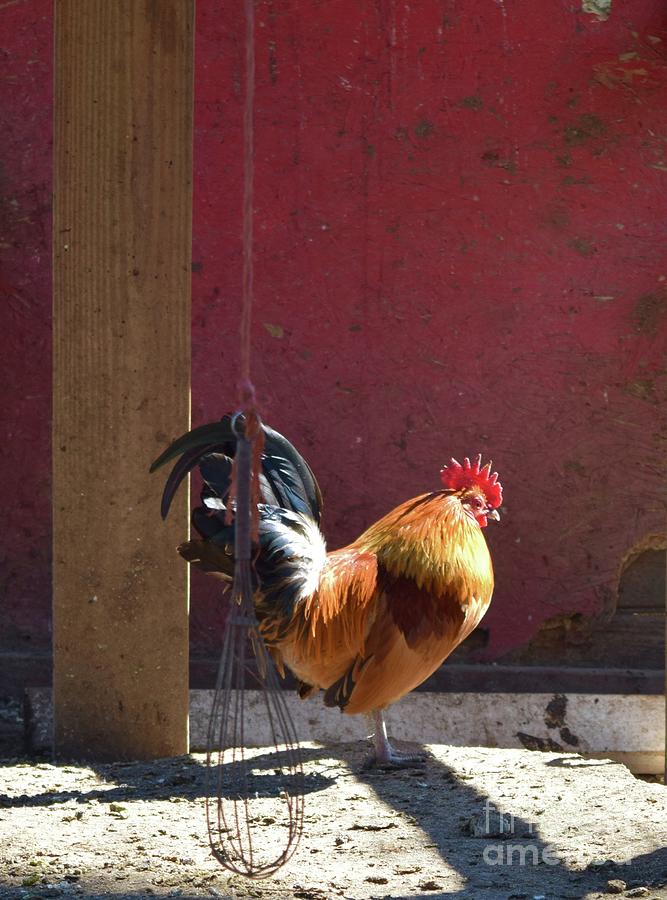 Sunning Rooster Photograph by Barrie Stark