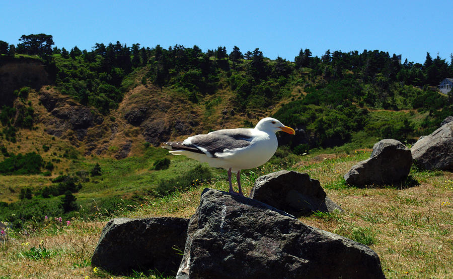 Sunning Seagull Photograph by Tikvahs Hope