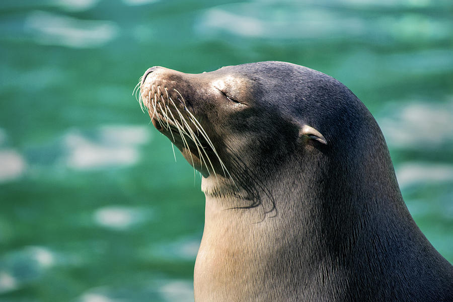 Sunning Seal Photograph by Don Johnson - Fine Art America