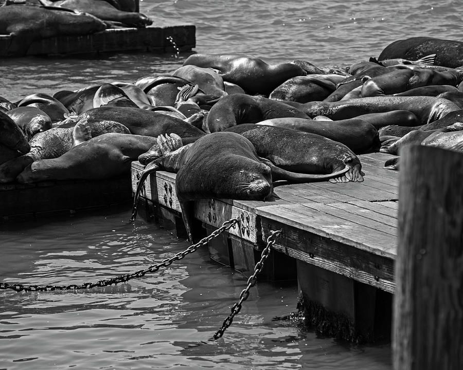 Sunning Sleeping Seal Pier 39 San Francisco Black and White Photograph by Toby McGuire