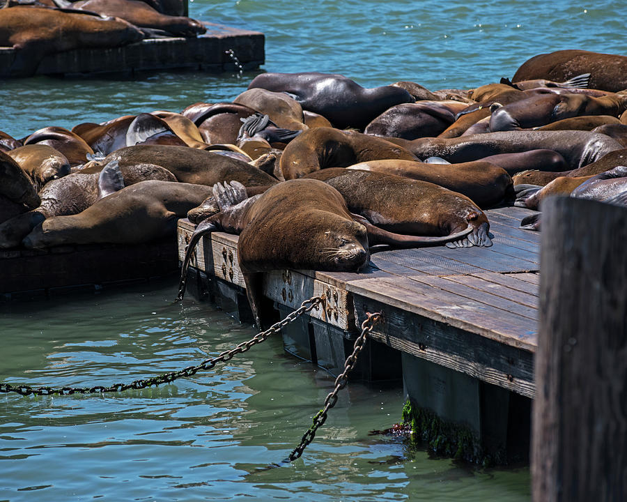 Sunning Sleeping Seal Pier 39 San Francisco Photograph by Toby McGuire