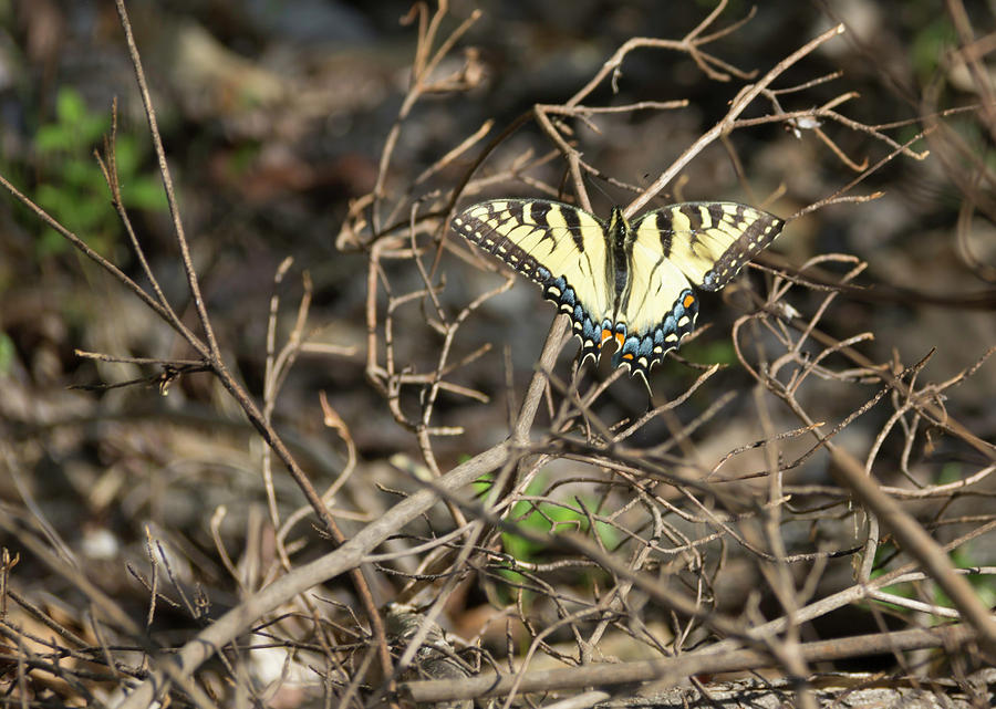 Sunning Swallowtail Photograph by Teresa Mucha