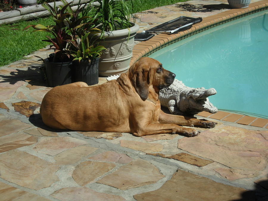 Bloodhound Photograph - Sunning by Val Oconnor