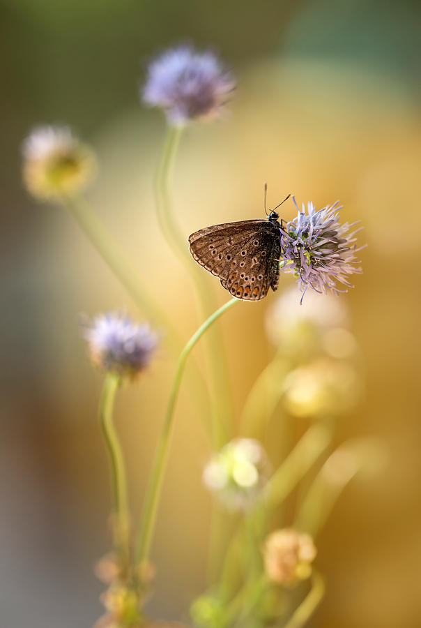 Butterfly Photograph - Sunny afternoon impression with small butterfly by Jaroslaw Blaminsky