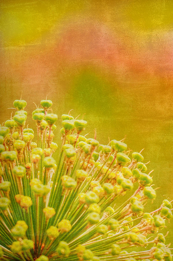 Sunny Allium Photograph by Bonnie Bruno