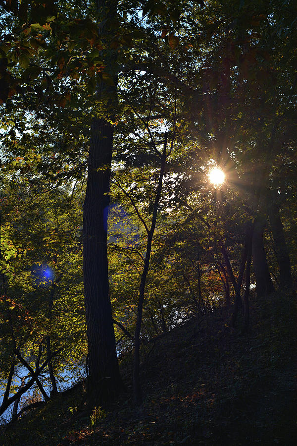 Sunny Autumn 2 Photograph by Bonfire Photography