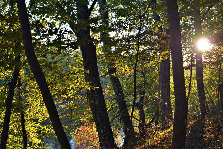 Sunny Autumn Photograph by Bonfire Photography