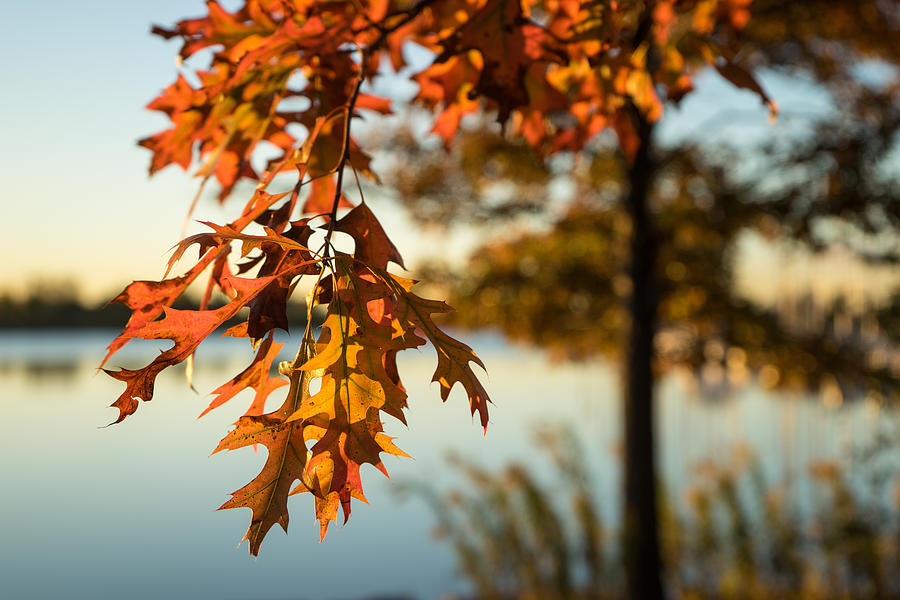 Nature Photograph - Sunny Autumn Colors on the Shore - the Changing Oak Tree by Georgia Mizuleva