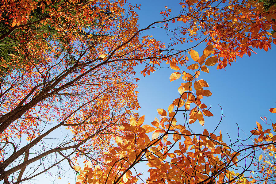 Sunny autumn days in Hoyt Arboretum Photograph by Kunal Mehra