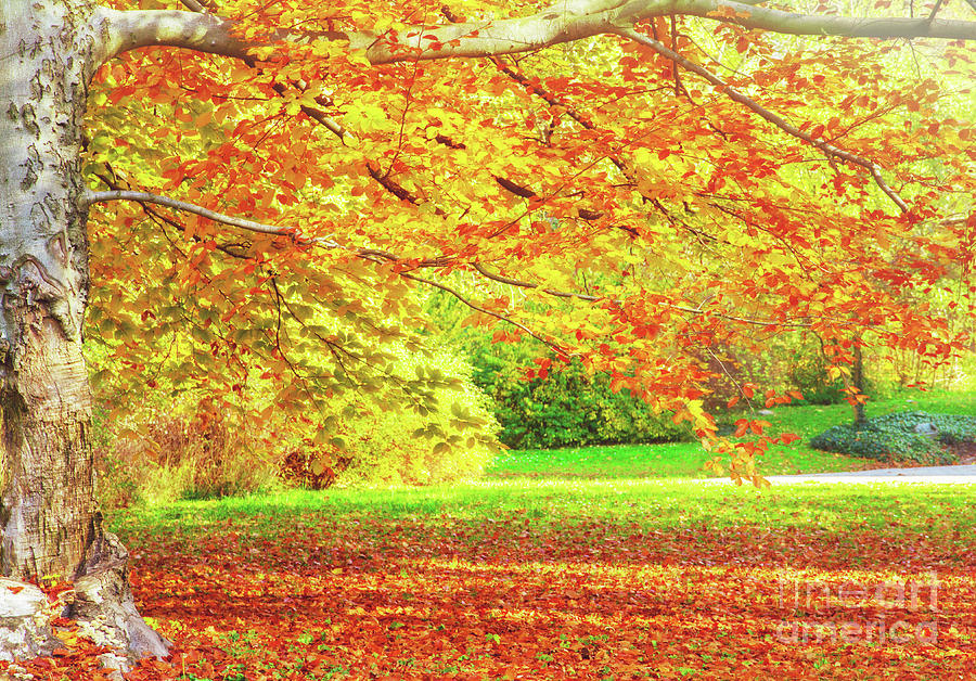 Sunny Autumn Park Photograph by Anastasy Yarmolovich