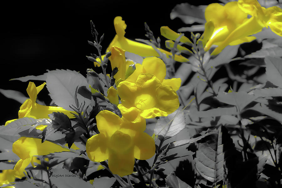 Sunny Blooms Photograph by DigiArt Diaries by Vicky B Fuller
