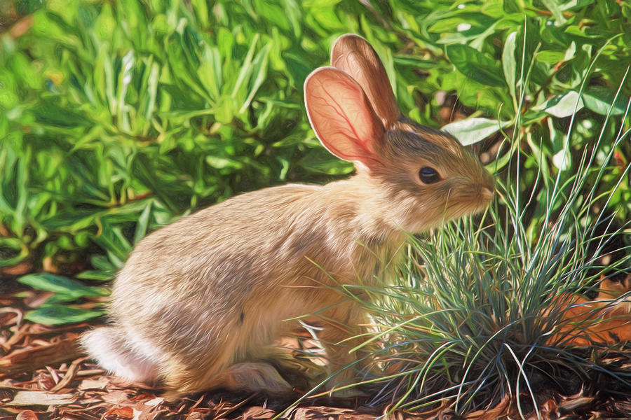 Rabbit Photograph - Sunny Bunny by Donna Kennedy