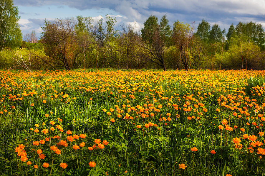 Sunny Buttercups Field. Altai Photograph by Victor Kovchin