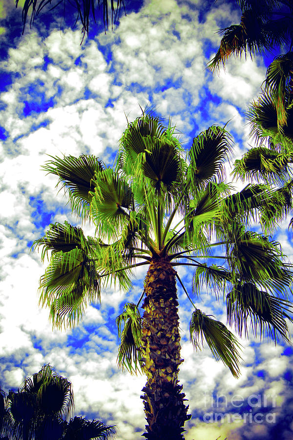 Sunny California Photograph by Mariola Bitner