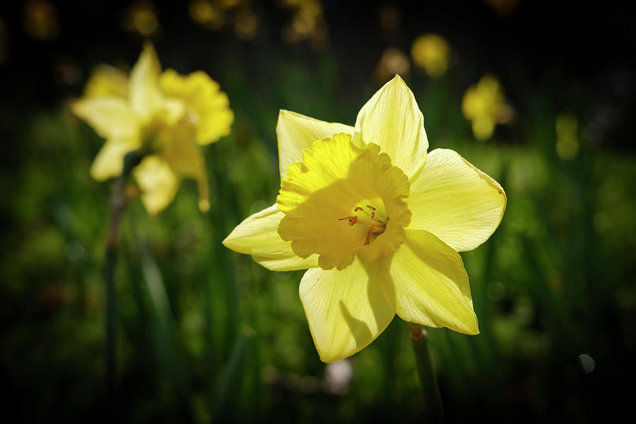 Sunny Daffodil Photograph