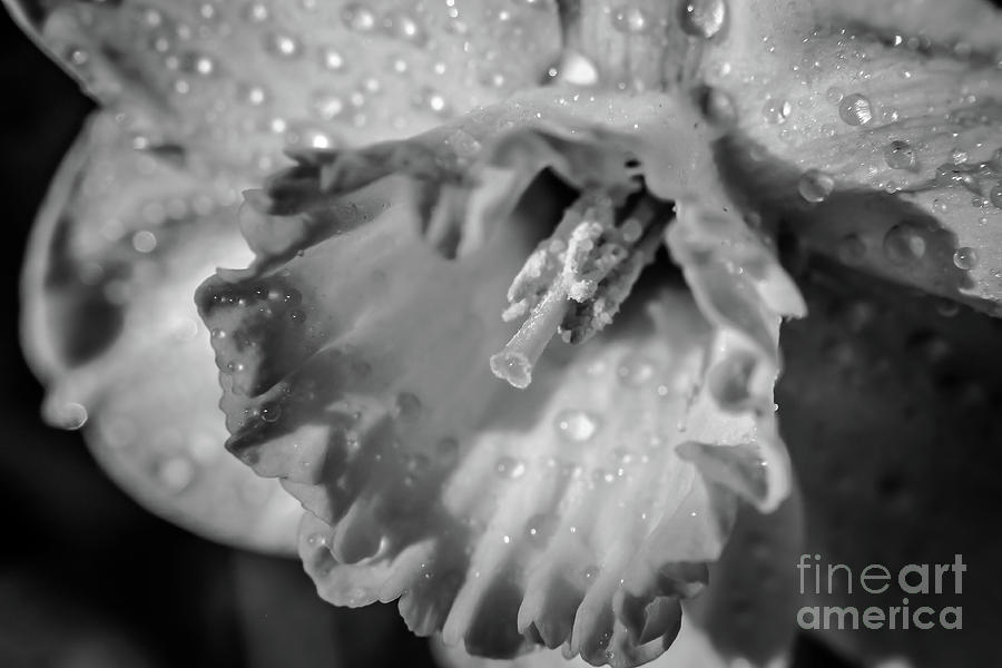 Sunny daffodil-monochrome Photograph by Claudia M Photography