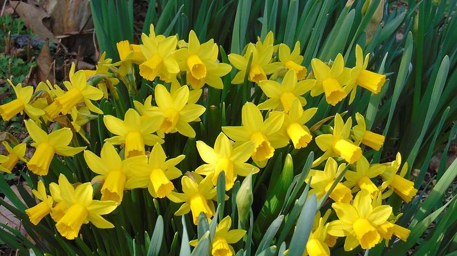 Spring Photograph - Sunny Daffodils by Charlotte Gray