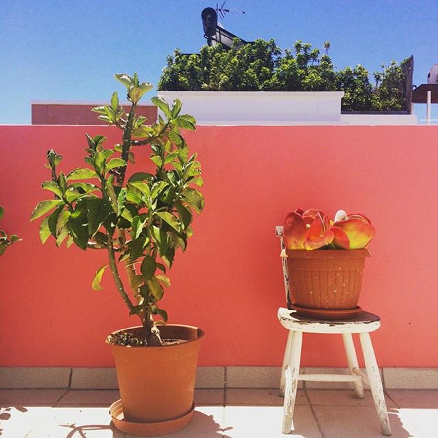 Plants Photograph - Sunny Day! 🌻 #plants #succulents by Ivalu Tesla
