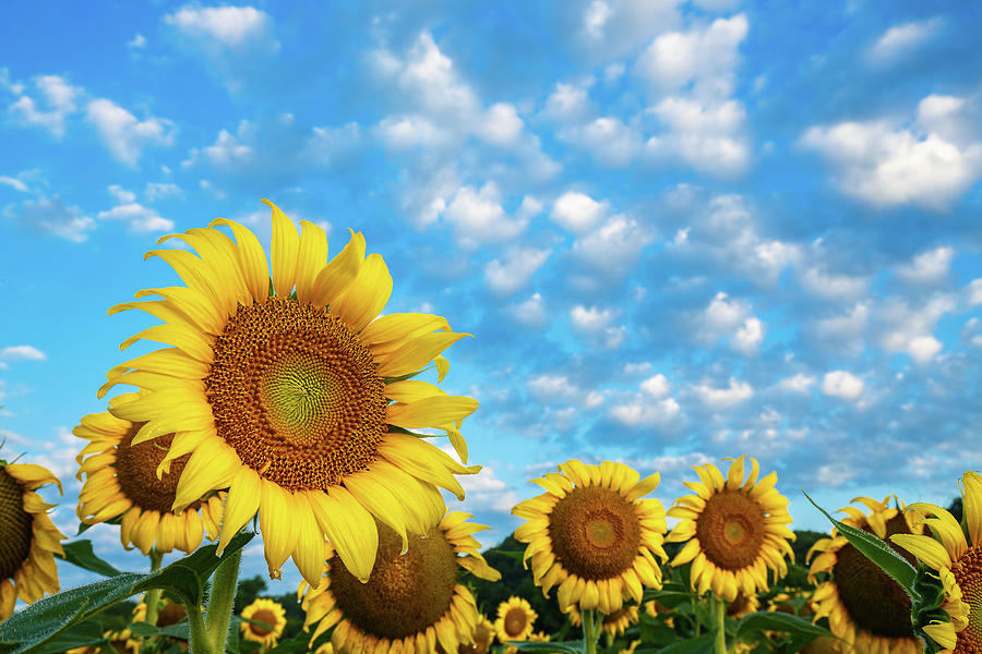 Flowers Photograph - Sunny Day by Allen Ahner Flowers Photograph - Sunny Day by Allen Ahner