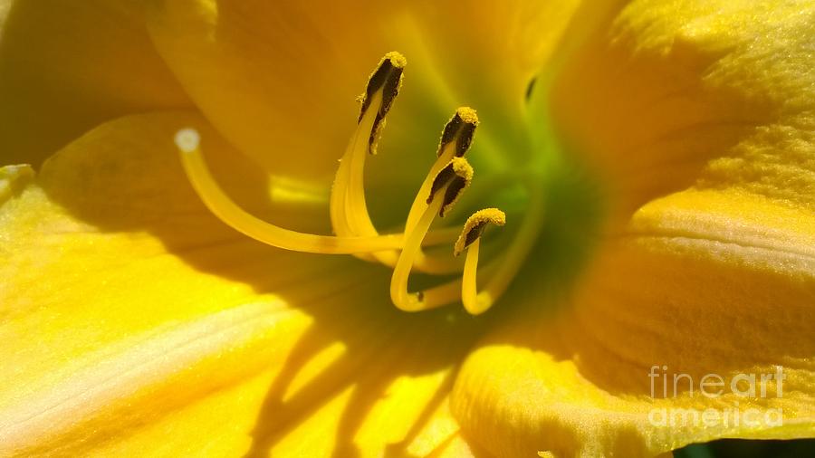 Sunny day Day lily 1 Photograph by Jennifer E Doll