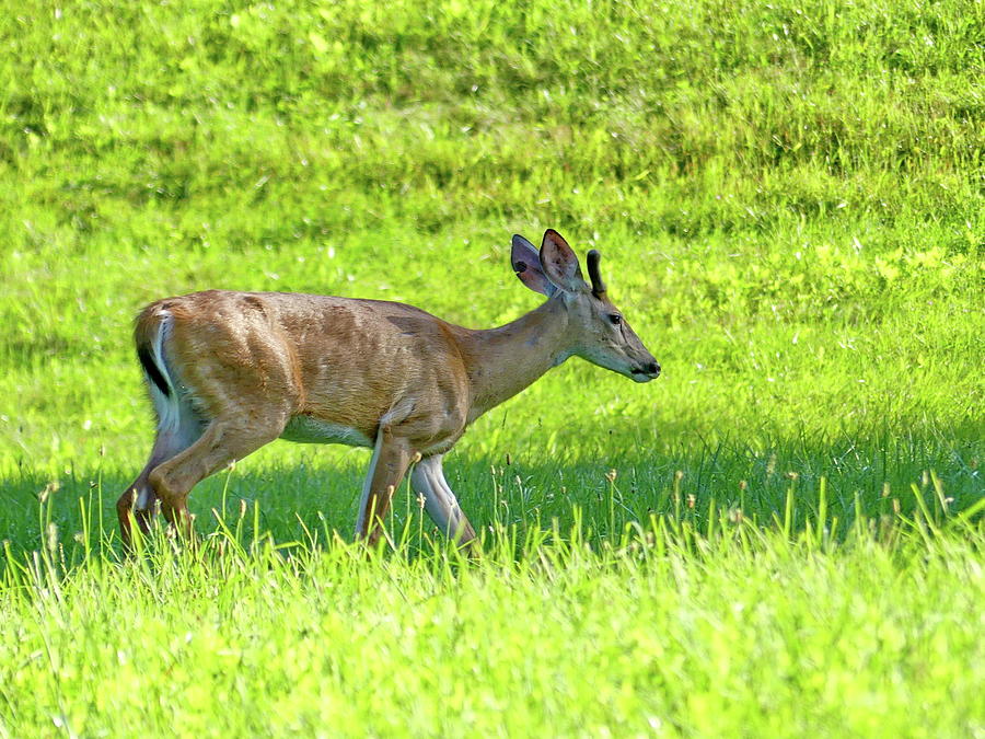 Sunny Day for a Deer Photograph by Lyuba Filatova